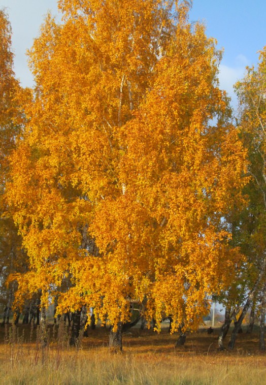 Осенняя пора в селе Огнёвское